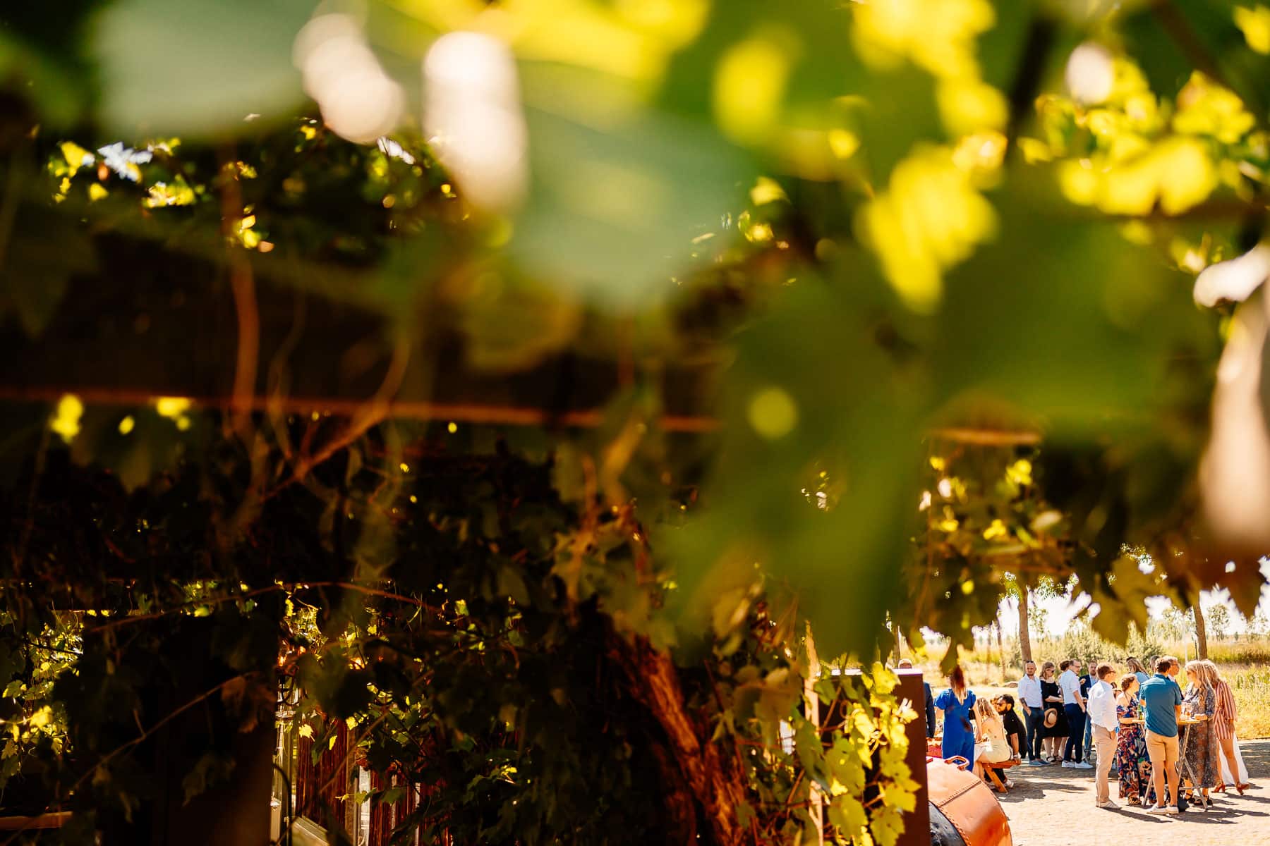 camping de rousant trouwen bruiloft druivenkas 029